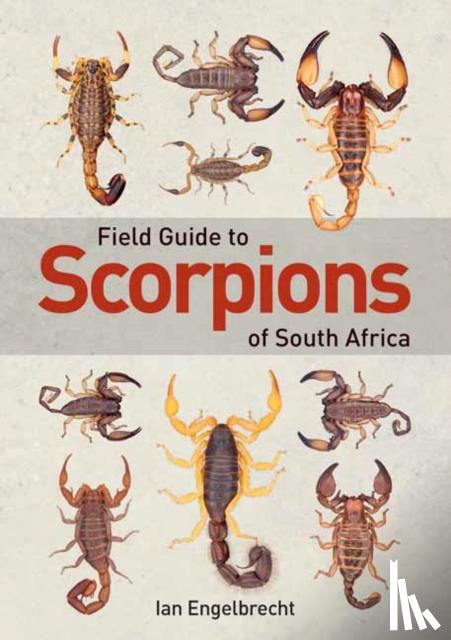 Engelbrecht, Ian - Field Guide to Scorpions of South Africa