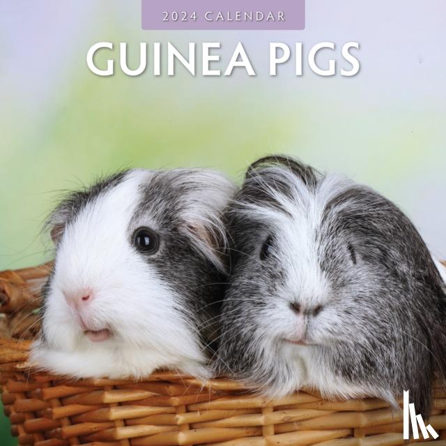 Red Robin Publishing Ltd. - Guinea Pigs 2024 Square Wall Calendar