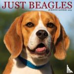 Willow Creek Press - Just Beagles 2024 12 X 12 Wall Calendar