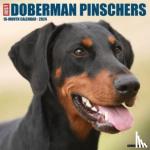 Willow Creek Press - Just Dobermans 2024 12 X 12 Wall Calendar