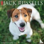 Willow Creek Press - Just Jack Russells 2024 12 X 12 Wall Calendar