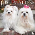 Willow Creek Press - Just Maltese 2024 12 X 12 Wall Calendar