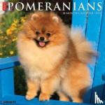 Willow Creek Press - Just Pomeranians 2024 12 X 12 Wall Calendar