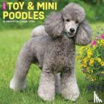 Willow Creek Press - Just Toy & Miniature Poodles 2024 12 X 12 Wall Calendar