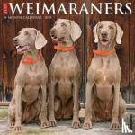 Willow Creek Press - Just Weimaraners 2024 12 X 12 Wall Calendar