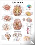  - The Brain Anatomical Chart