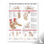  - Anatomy and Injuries of the Foot and Ankle - (unmounted)