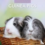 Red Robin Publishing Ltd. - Guinea Pigs 2024 Square Wall Calendar