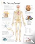  - Nervous System Laminated Poster