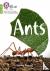 Ants - Phase 4 Set 2