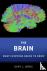 The Brain - What Everyone N...