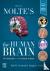 Nolte's The Human Brain