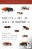 Velvet Ants of North America
