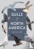 Gulls of North America