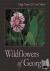 Wildflowers of Georgia