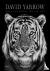 David Yarrow Photography - ...