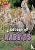 A Colony of Rabbits (Learn ...