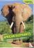 African Elephants - Massive...