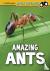 Amazing Ants