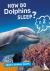 How Do Dolphins Sleep?