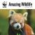 WWF Amazing Wildlife Square...
