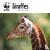 WWF Giraffes Square Wall Ca...