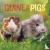  - Guinea Pigs Mini Calendar 2024