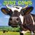 Just Cows 2024 12 X 12 Wall...