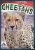 Wild Cats: Cheetahs