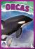 Giants of the Sea: Orcas
