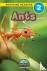 Ants - Animals That Make a ...