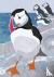 Nature Notebook: Puffin