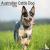Australian Cattle Dog Calen...