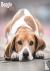 Beagle Calendar 2024 Square...