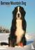 Bernese Mountain Dog Calend...