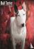 Bull Terrier Calendar 2024 ...