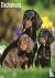 Dachshund Calendar 2024 Squ...