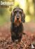 Wirehaired Dachshund Calend...