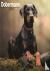 Dobermann (Euro) Calendar 2...