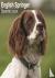 Eng Springer Spaniel (Euro)...