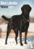 Black Labrador Retriever Ca...