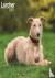 Lurcher Calendar 2024 Squar...