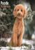 Poodle (Toy  Miniature) Cal...