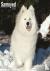 Samoyed Calendar 2024 Squar...