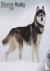 Siberian Husky Calendar 202...