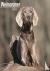 Weimaraner Calendar 2024 Sq...
