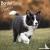 Border Collie Puppies Calen...