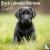Black Labrador Puppies Cale...