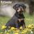 Rottweiler Puppies Calendar...
