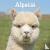 Alpacas Calendar 2024 Squar...